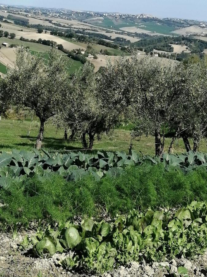 Casale San Martino Agriturismo Bio Sant'Angelo in Pontano Zewnętrze zdjęcie