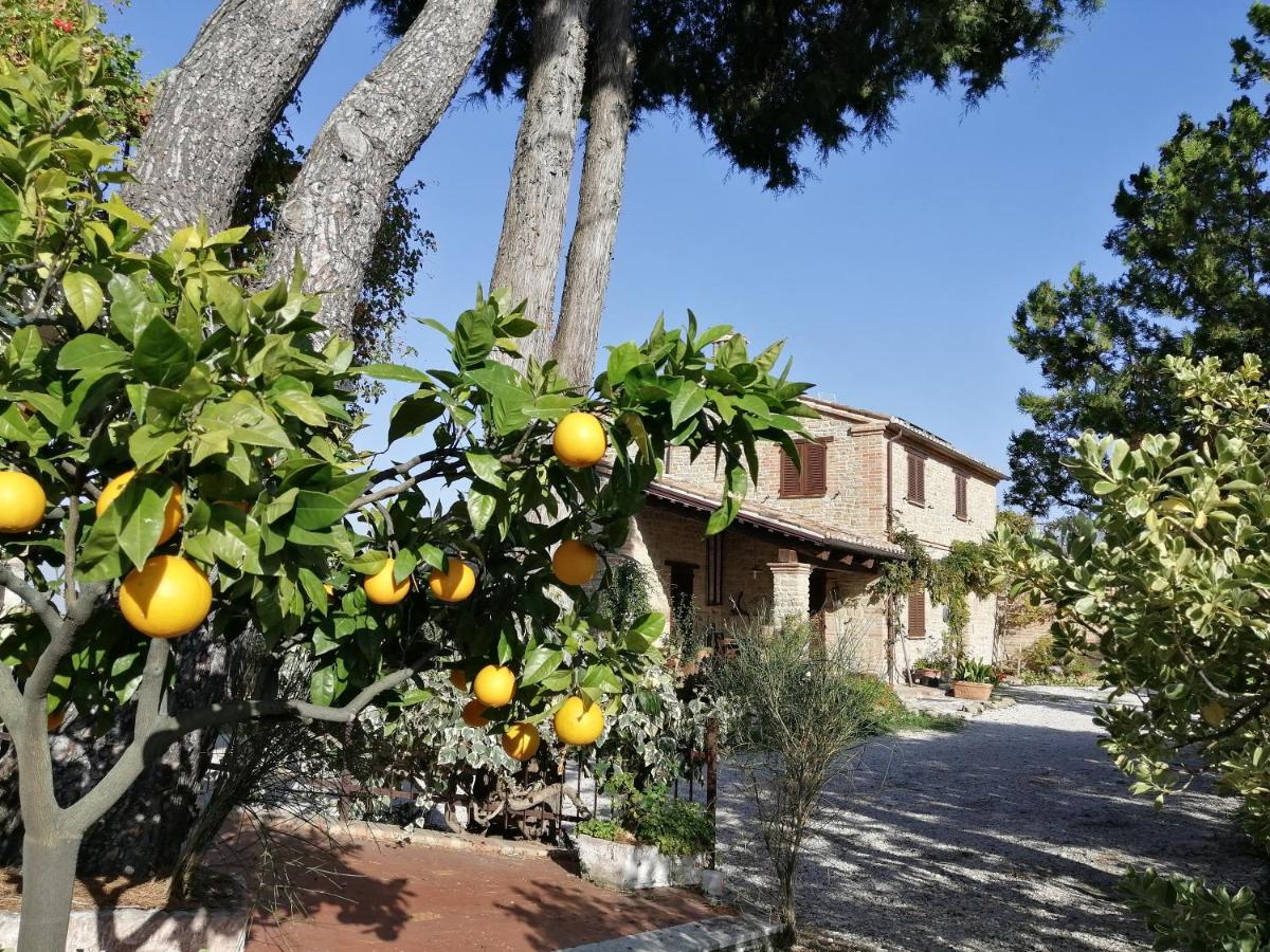 Casale San Martino Agriturismo Bio Sant'Angelo in Pontano Zewnętrze zdjęcie