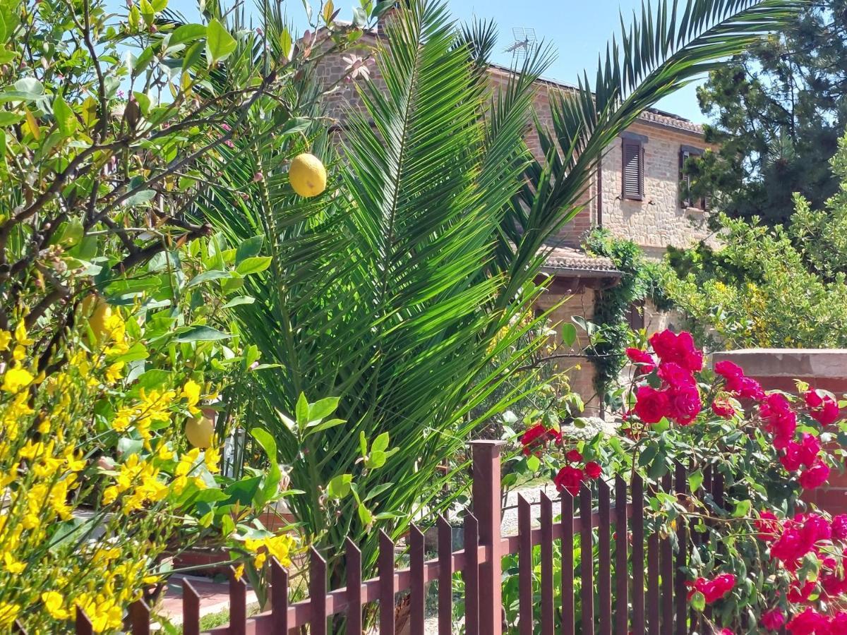 Casale San Martino Agriturismo Bio Sant'Angelo in Pontano Zewnętrze zdjęcie